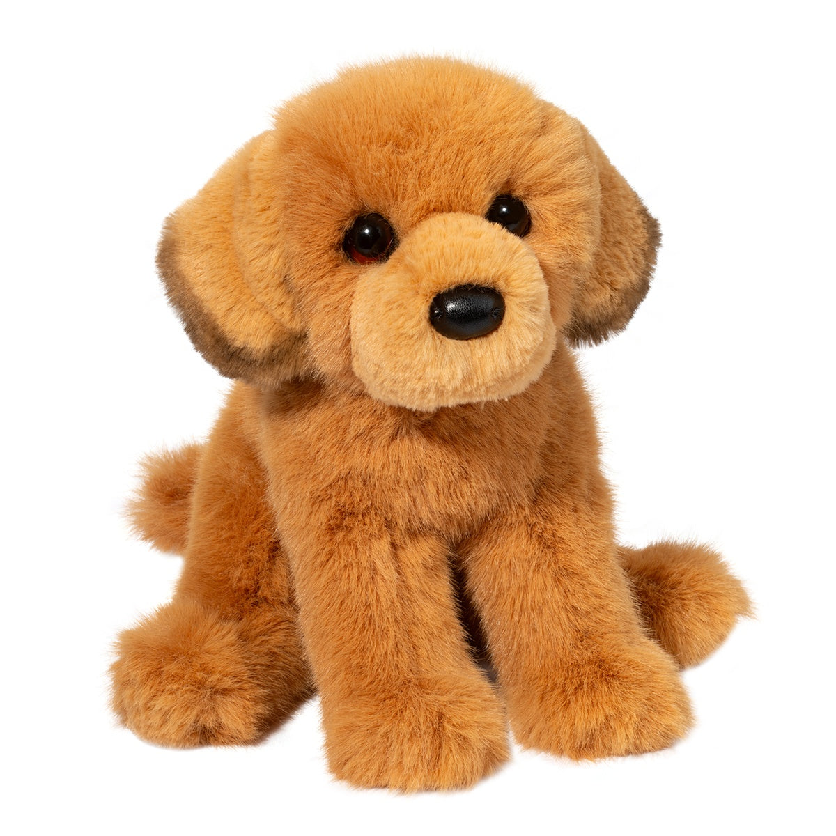 Golden Retriever - August