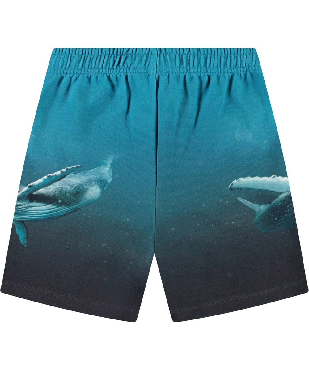 Amil Shorts, Whale Dive