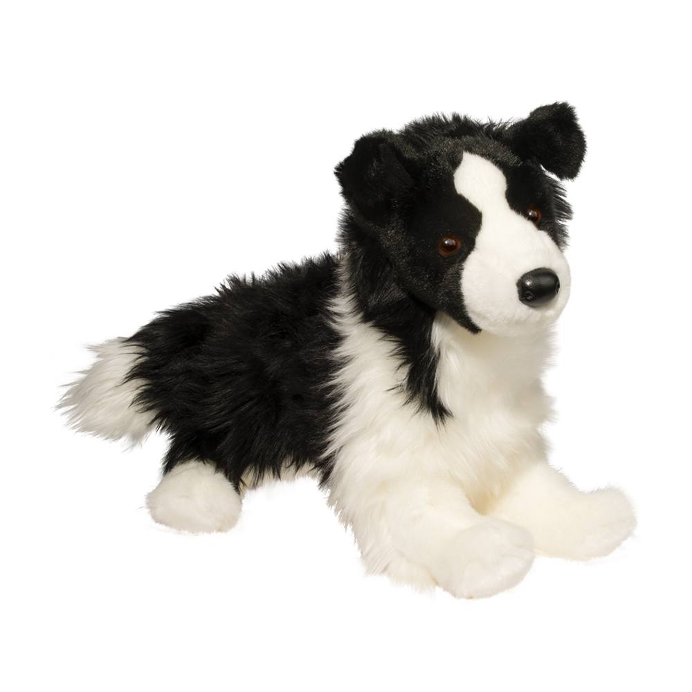 Border Collie - Chase