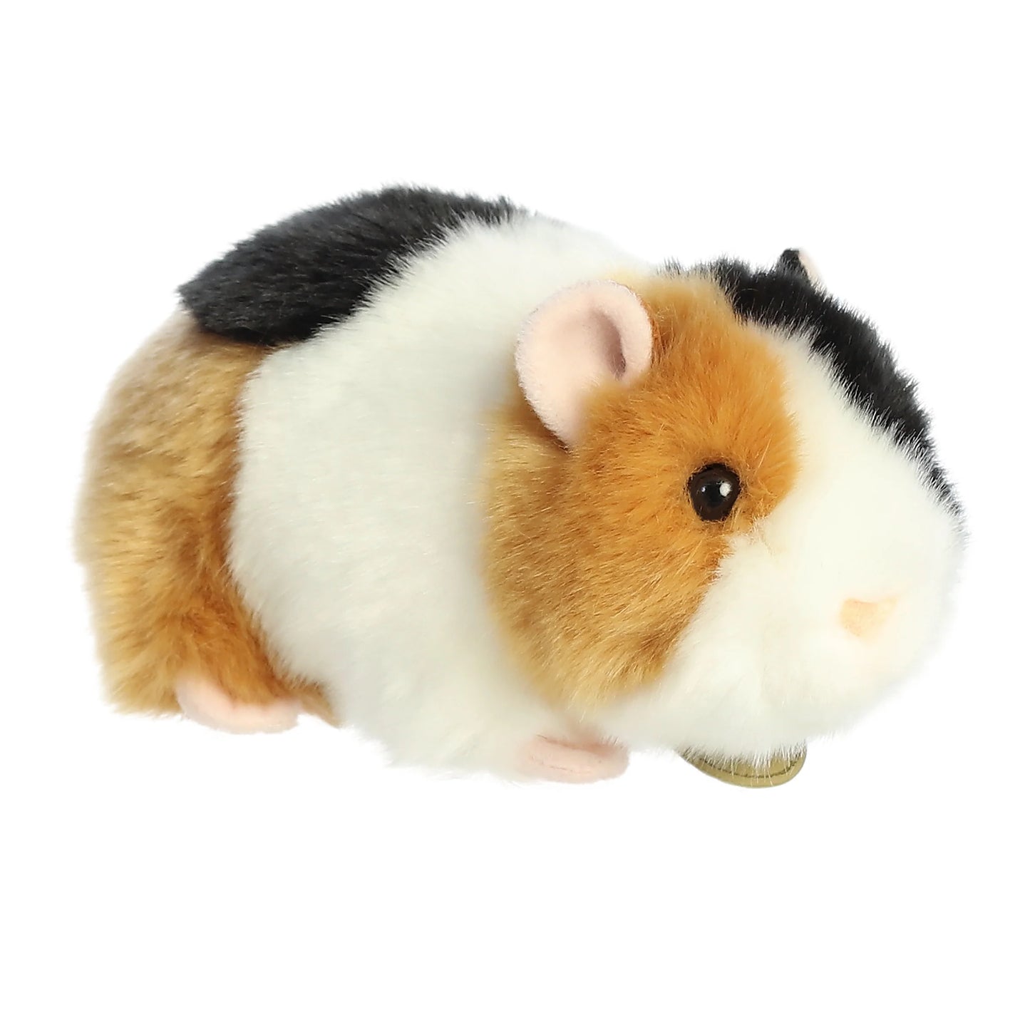 7.5" American Guinea Pig