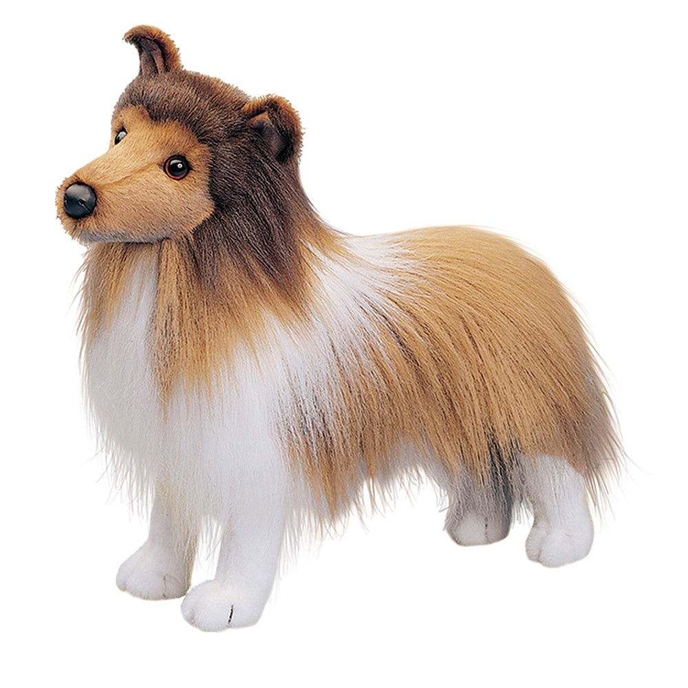 Sheltie - Dixie