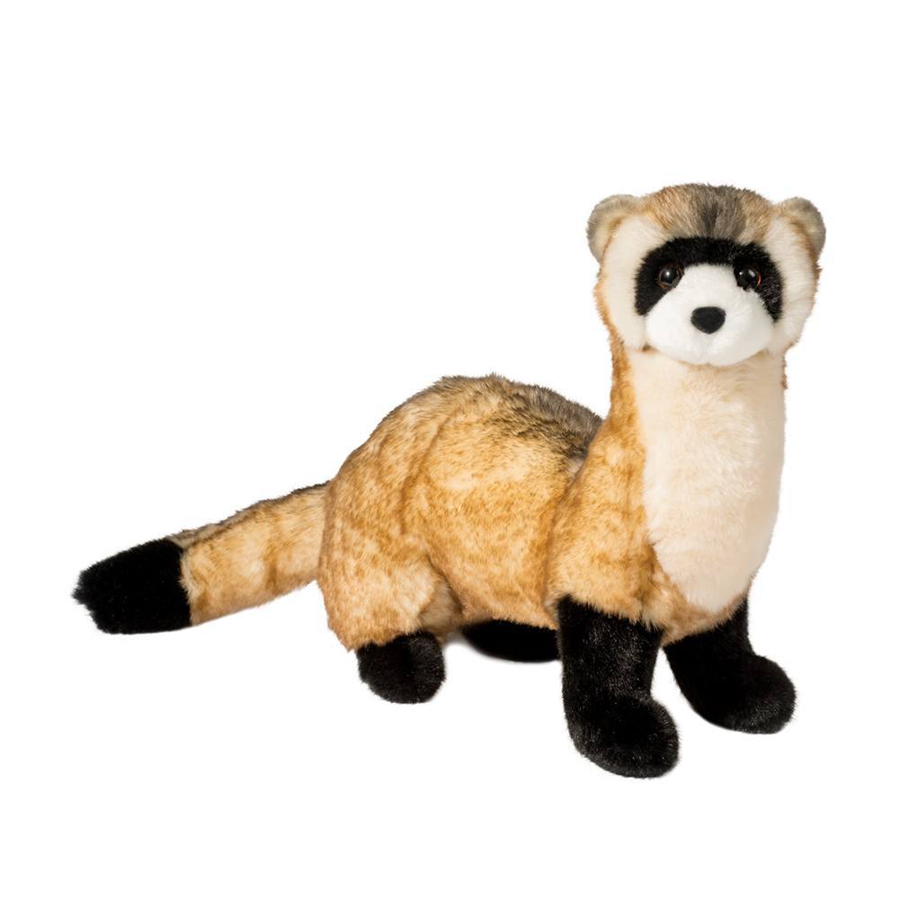 Black Foot Ferret - Vince