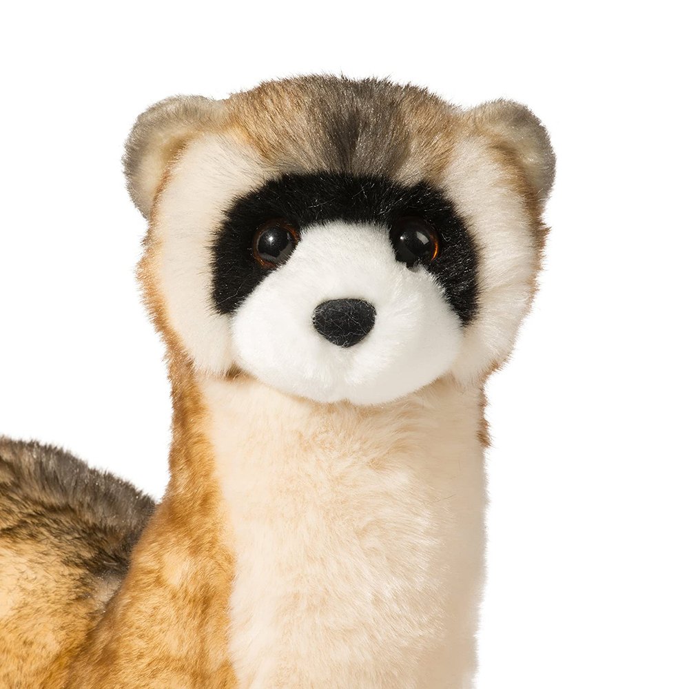 Black Foot Ferret - Vince