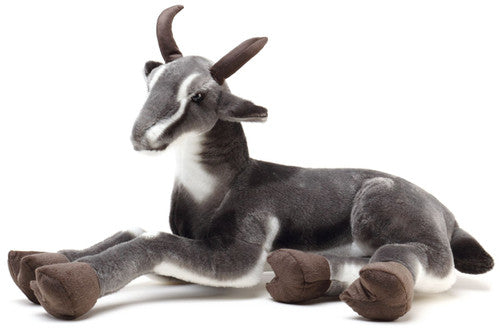 Samuel the Pygmy Goat
