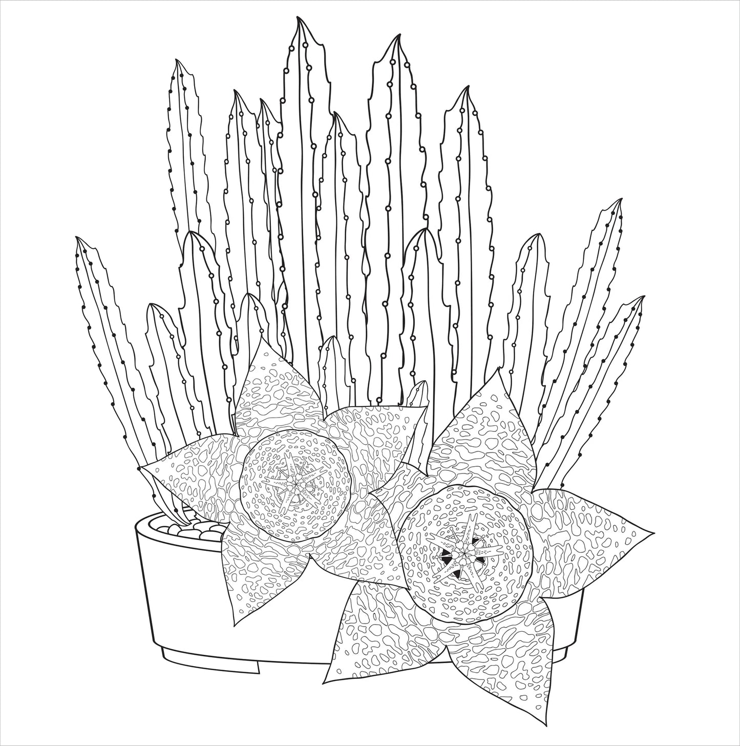 Coloring Book, Succulents